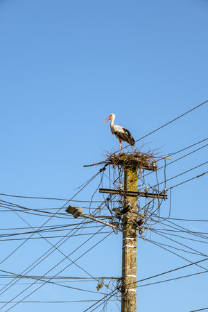 storks in the nest on light polesの写真素材