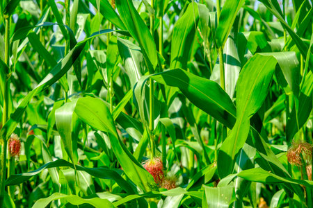 green corn field on blue sky