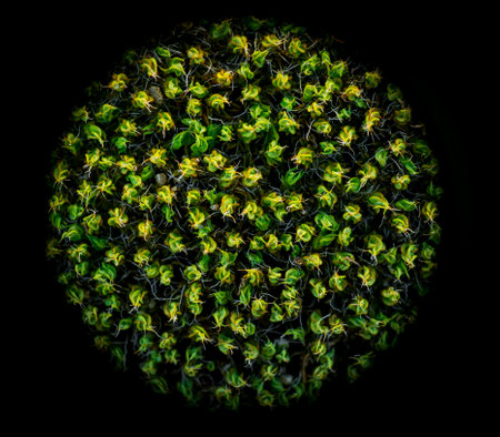 Moss macro shot in a black circle