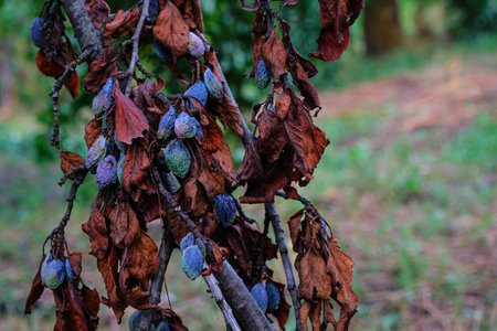 plum raisined on twigs in a tree with dry leaves