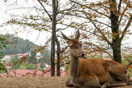 a deer sitting on the grass at the edge of the forestの写真素材