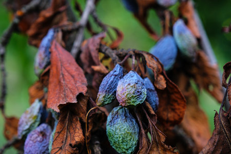 plum raisined on twigs in a tree with dry leavesの写真素材