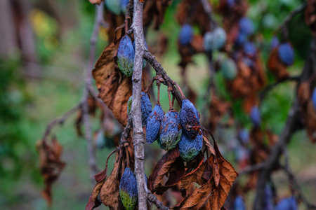 plum raisined on twigs in a tree with dry leavesの写真素材