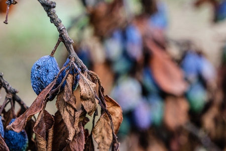 plum raisined on twigs in a tree with dry leavesの写真素材