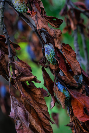 plum raisined on twigs in a tree with dry leavesの写真素材