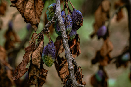 plum raisined on twigs in a tree with dry leavesの写真素材