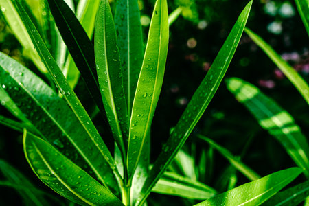 water drops on ficus leavesの写真素材