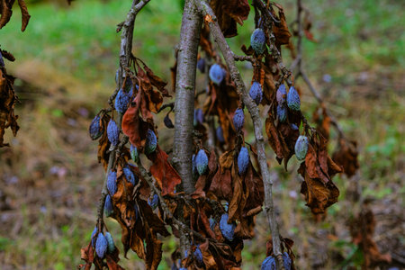 plum raisined on twigs in a tree with dry leaves