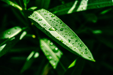 water drops on ficus leavesの写真素材