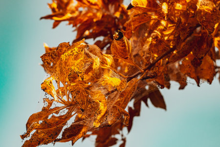 A group of Moth Caterpillars on dry leavesの写真素材