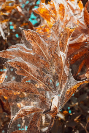 A group of Moth Caterpillars on dry leavesの写真素材
