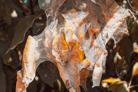 A group of Moth Caterpillars on dry leavesの写真素材