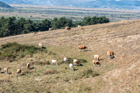 a group of cows and horses grazingの写真素材