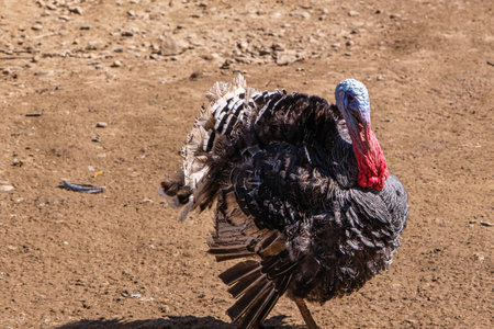 a turkey in the country yardの写真素材