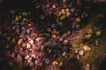 acorn lies on the moss of the autumn forestの写真素材