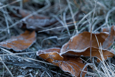 autumnal dry leaves and grass in Frozen weatherの写真素材