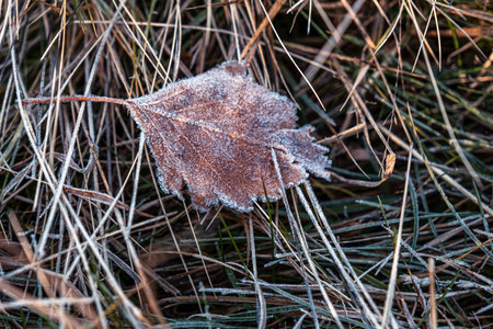 autumnal dry leaves and grass in Frozen weatherの写真素材
