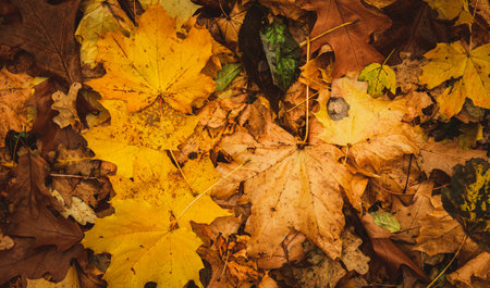 Autumnal Dry Leaves in Forest, top view