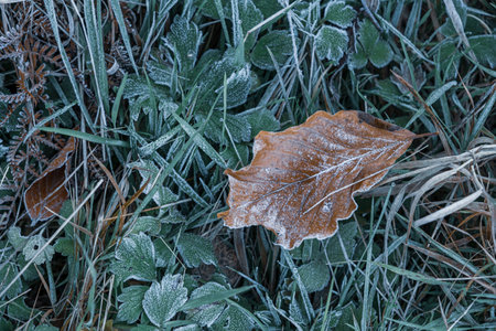autumnal dry leaves and grass in Frozen weatherの写真素材
