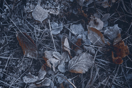 autumnal dry leaves and grass in Frozen weatherの写真素材