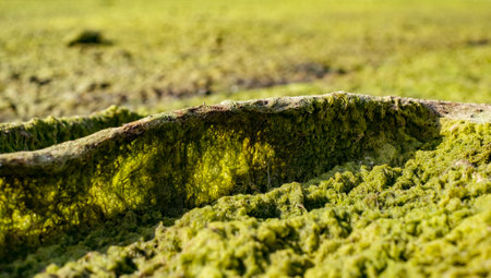 Dried algae on the sand beach