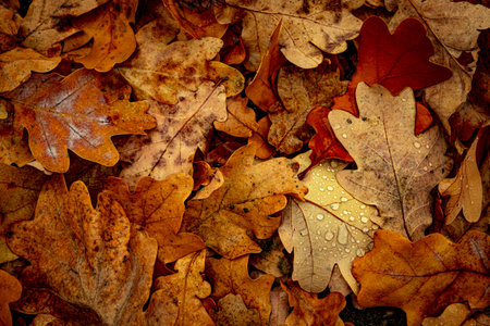 Drops of Water on Dry Leaves in the Forest