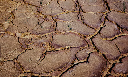 Dried earth with cracks on summer sunny day