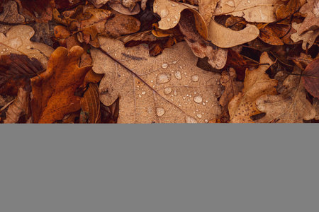 Drops of Water on Dry Leaves in the Forest