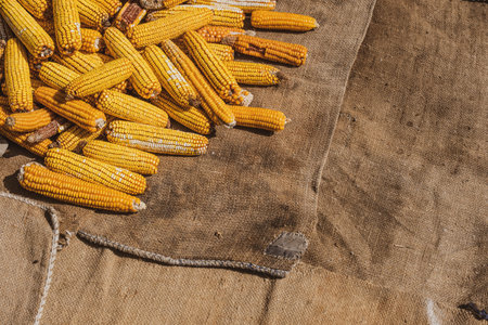 Dried corn on jute sackの写真素材