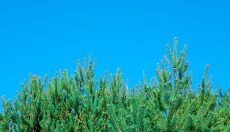 green firs on a blue skyの写真素材