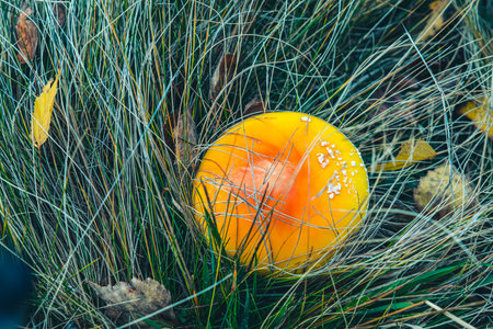 Red toadstool poisonous mushroom growth in the forest
