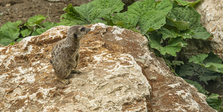 Suricate or meerkat (Suricata suricatta)の写真素材