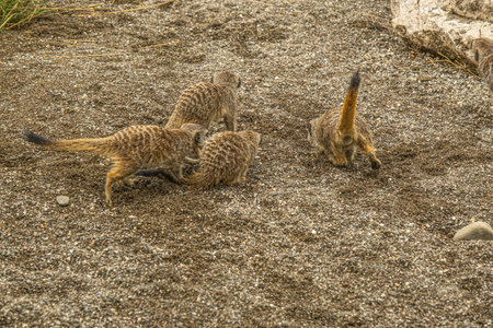 Suricate or meerkat (Suricata suricatta)の写真素材