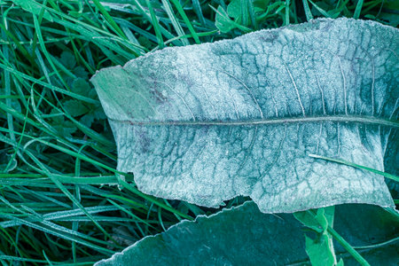 Winter frost on leaves and grass backgroundの写真素材