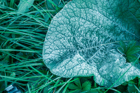 Winter frost on leaves and grass backgroundの写真素材
