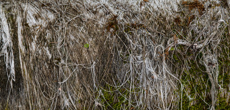 spool with thread abandoned in the forest