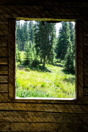 a pine forest visible through the broken walls and window frames of an old building