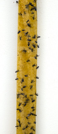 Dead Flies On Sticky Tapeの写真素材