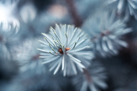 blue spruce branches close viewの写真素材