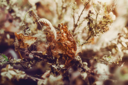dried flowers in the garden behind the houseの写真素材