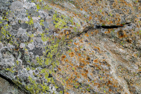 mosses and lichens on the stoneの写真素材
