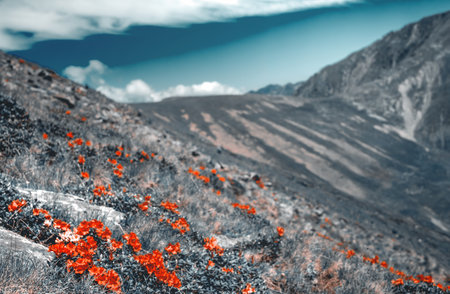 mountain peonies on Top of Mount Suru in Carpathian Mountains, Transylvania, Romaniaの写真素材