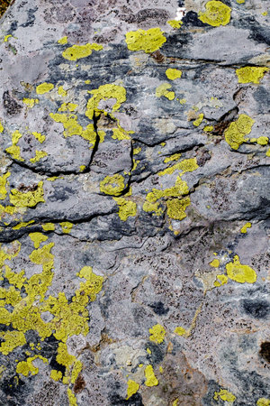 mosses and lichens on the stoneの写真素材