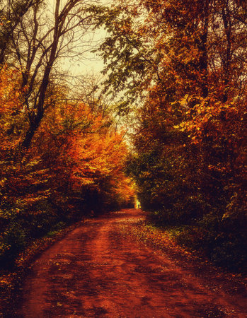 Country road leading through the autumn forestの写真素材