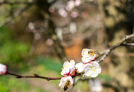 Bees at work on a apricot blossom during spring
