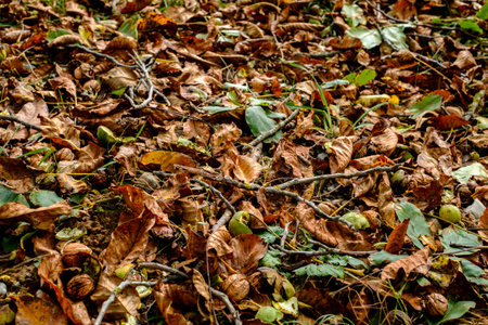 fallen walnuts in the grassの写真素材