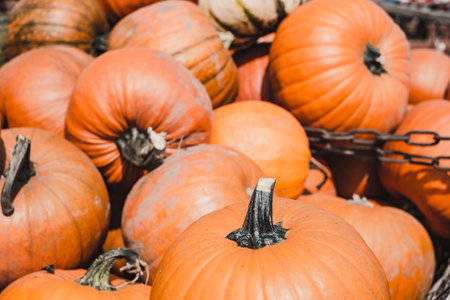 a lot of pumpkins on the tableの写真素材