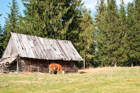 brown cow grazed on the hills in the country near an abandoned cottage, Paltinis area, Sibiu county, Romaniaの写真素材