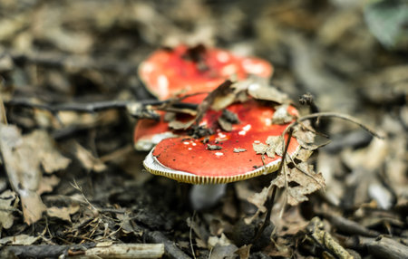 red mushrooms in the forestの写真素材