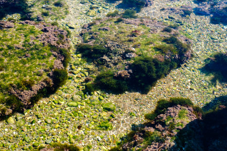 algae and other plants on rocks at the bottom of the lake
